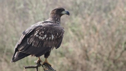 Canvas Print - White-tailed sea-eagle, Haliaeetus albicilla,  Poland, October 2017