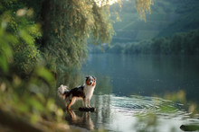 Dog On The Water. Summer With A Pet. Australian Shepherd At The River