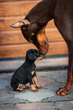 Black Doberman Dog With Puppies. Dobermann Kisses His Puppy