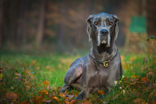 Greatdane In The Forest