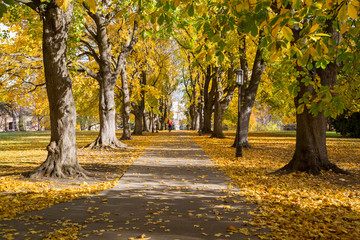 Wall Mural - Fall walk