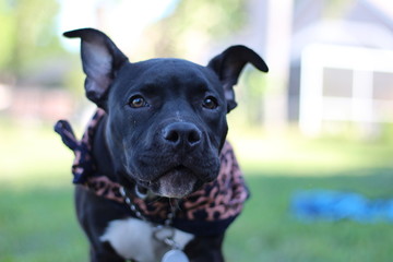 Wall Mural - Adorable Portrait of a Black and White Dog wearing a leopard print bandanna 