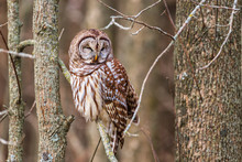 Barred Owl Perched On A Branch In A Forest