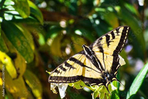 Fotomural Close up of Western Tiger Swallowtail (Papilio rutulus) resting on a flower, San