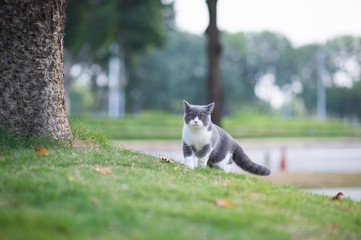 Sticker - British short-haired cat playing on grass