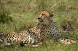 Fototapeta Sawanna - Cheetah lying in the grass