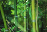 Fototapeta Sypialnia - green bamboo texture, beautiful green leaves and stems