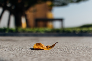 Yellow dried fallen leaf on the cement floor.