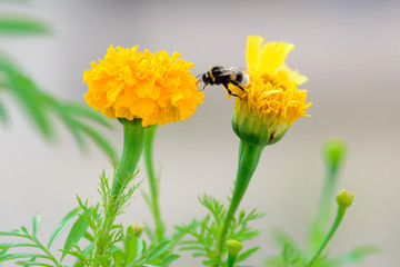 Honey bee pollinate yellow flower. Seasonal natural scene.