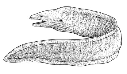 Moray illustration, drawing, engraving, ink, line art, vector