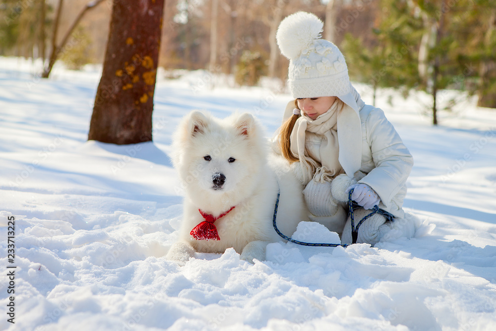 winter walk with a Samoyed dog in a snow-covered park. A girl plays with her pet. White dog - obrazy, fototapety, plakaty 
