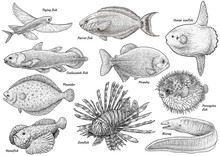 Tropical Fish Collection Illustration, Drawing, Engraving, Ink, Line Art, Vector