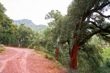 Wall Mural - Cork oak in Espadan Sierra Castellon Spain