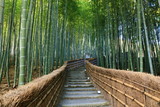 Fototapeta Las - 京都の竹林