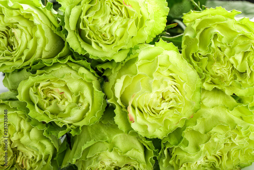 Beautiful green roses, closeup