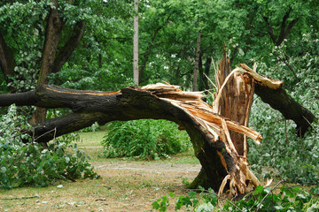 broken tree trunk in a park