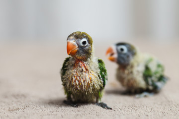 Close up shot of beautiful miniature Fischer's lovebirds chicks playing and searching for feeding.