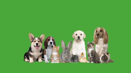 Sticker - group of animals on green screen