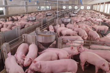 curious pigs in pig breeding farm in swine business in tidy and clean indoor housing farm, with pig 