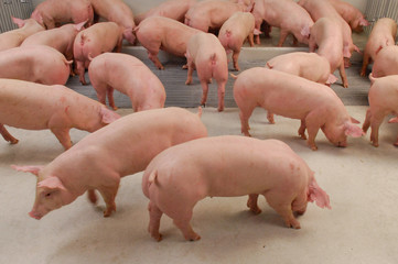 Curious pigs in Pig Breeding farm in swine business in tidy and clean indoor housing farm, with pig mother feeding piglet