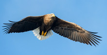 Adult White-tailed Eagle In Flight. Front View. Blue Sky Background. Scientific Name: Haliaeetus Albicilla, Also Known As The Ern, Erne, Gray Eagle, Eurasian Sea Eagle And White-tailed Sea-eagle.