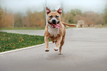American Staffordshire Terrier Dog Fun Walk In Autumn Park