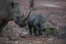 South Africa, Aquila Private Game Reserve, Rhino And Baby Rhino, Rhinoceros