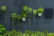 Beautiful Green Natural Modern Gardening Plant In Pot On The Black Granite Stone Wall Exterior For Home And Living Decoration. Concept Environment House Contemporary