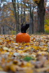 Wall Mural - black kitten sitting on pumplin in forest