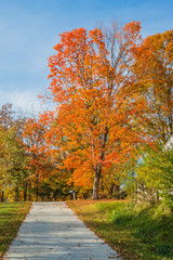 Wall Mural - fall trees with driveway