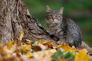 Wall Mural - Tabby cat and fall colors