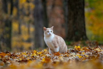 Wall Mural - yellow tabby cat in fall