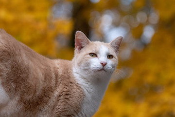 Wall Mural - Cute tabby cat with yellow background