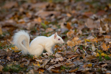 Sticker - White squirrel in the woods