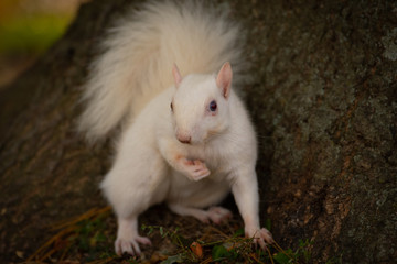 Wall Mural - White squirrel in the woods