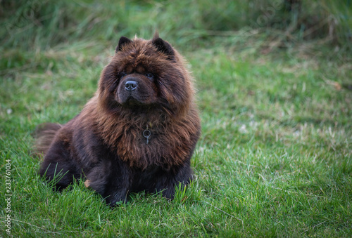 Black Chow Chow Kaufen Sie Dieses Foto Und Finden Sie Ahnliche
