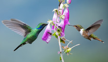 Hummingbirds In Costa Rica 