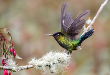 Wall Mural - Fiery-throated Hummingbird in Costa Rica 