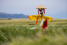 Scarecrow With Yellow And Red Dress, As Well As Flower Hat In Field Of Barley On An Island Off Jeju, On A Windy Gray Day