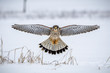 hawk hovering