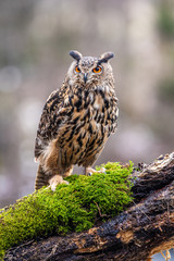 Eurasian Eagle Owl (Bubo bubo), flying bird with open wings with the autumn forest in the background, animal in the nature habitat.