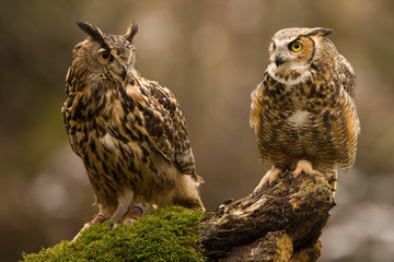 Wall Mural - eurasian eagle owl (bubo bubo), flying bird with open wings with the autumn forest in the background