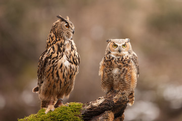 Wall Mural - eurasian eagle owl (bubo bubo), flying bird with open wings with the autumn forest in the background