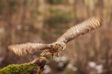 Wall Mural - eurasian eagle owl (bubo bubo), flying bird with open wings with the autumn forest in the background