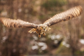 Wall Mural - eurasian eagle owl (bubo bubo), flying bird with open wings with the autumn forest in the background