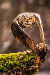 Wall Mural - eurasian eagle owl (bubo bubo), flying bird with open wings with the autumn forest in the background
