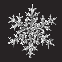 Vector Illustration Based On Macro Photo Of Real Snowflake: Beautiful Stellar Dendrite Snow Crystal With Fine Hexagonal Symmetry, Complex Ornate Shape And Six Long, Elegant Arms With Side Branches.
