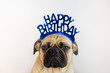 Cute pug dog wearing a blue Happy Birthday hat