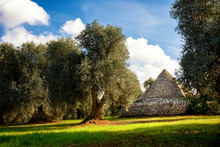 Trulli With Olive Grove. Val D'Itria - Puglia (Apulia) - Italy