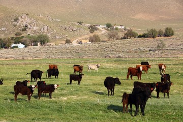 Wall Mural - American cattle ranch